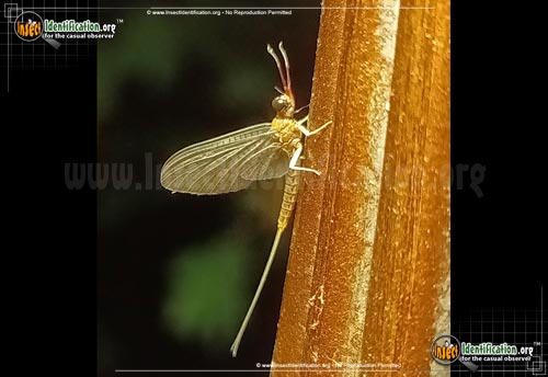 Thumbnail image of the Mayfly