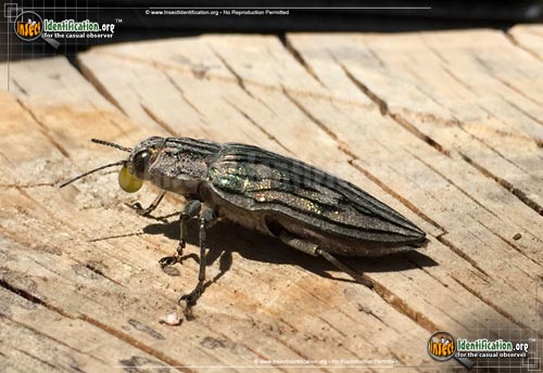 Thumbnail image #2 of the Metallic-Wood-Boring-Beetle-Chalcophora-fortis