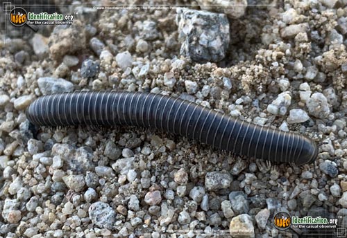 Thumbnail image #2 of the Millipede-Atopetholidae
