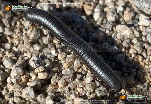 Thumbnail image #3 of the Millipede-Atopetholidae