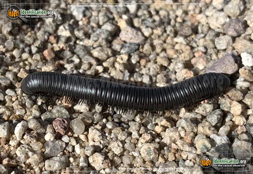 Thumbnail image #4 of the Millipede-Atopetholidae