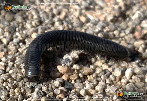 Thumbnail image #5 of the Millipede-Atopetholidae