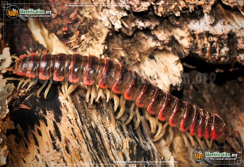 Thumbnail image #4 of the Millipede