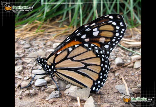 Thumbnail image #7 of the Monarch-Butterfly