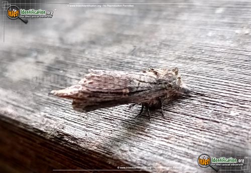 Thumbnail image #4 of the Morning-Glory-Prominent-Moth