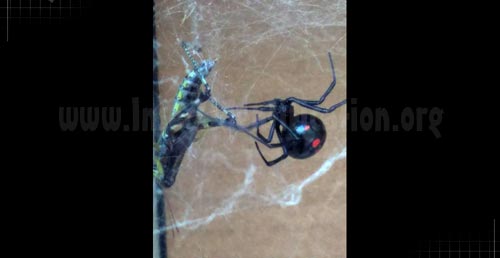 Thumbnail image #5 of the Northern-Black-Widow