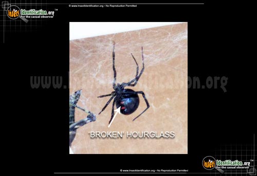 Thumbnail image of the Northern-Black-Widow