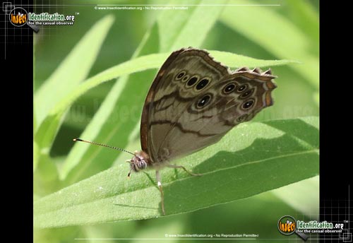 Thumbnail image #4 of the Northern-Pearly-Eye-Butterfly