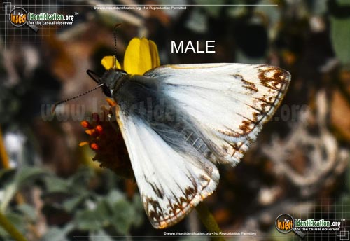 Thumbnail image of the Northern-White-Skipper