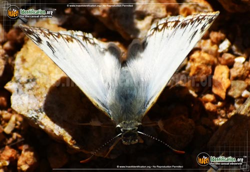 Thumbnail image #4 of the Northern-White-Skipper