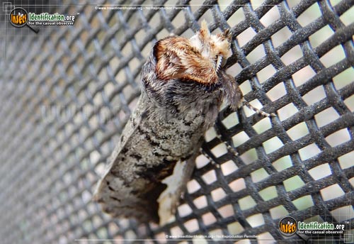 Thumbnail image #2 of the Orange-Humped-Mapleworm-Moth