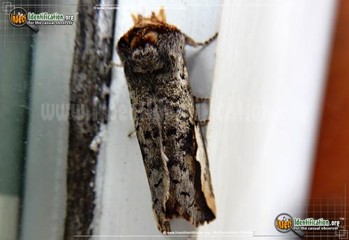 Thumbnail image #3 of the Orange-Humped-Mapleworm-Moth