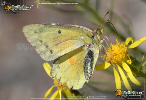 Thumbnail image #2 of the Orange-Sulphur-Butterfly