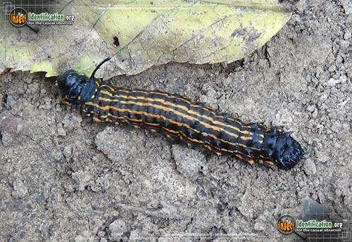Thumbnail image #2 of the Orange-Tipped-Oakworm-Moth