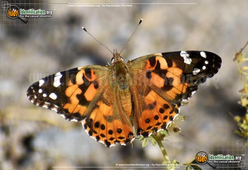 Thumbnail image #15 of the Painted-Lady-Butterfly