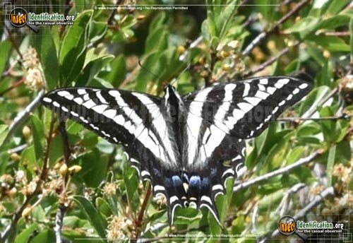 Thumbnail image #4 of the Pale-Tiger-Swallowtail-Butterfly