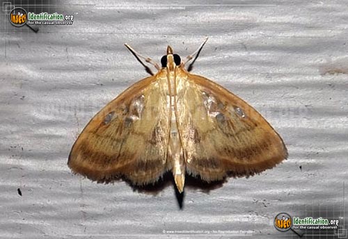 Thumbnail image of the Pale-Winged-Crocidophora-Moth