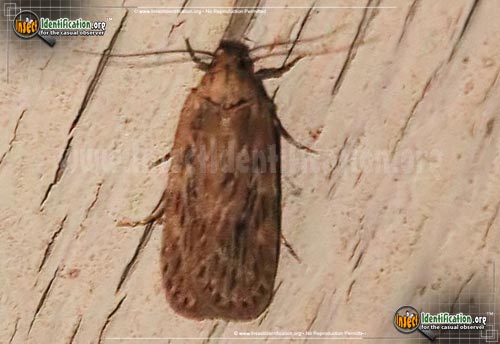 Thumbnail image of the Parsnip-Webworm-Moth