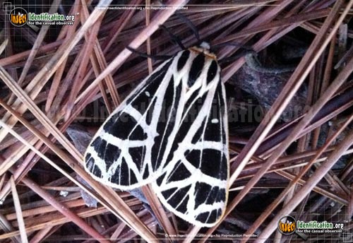 Thumbnail image #4 of the Parthenice-Tiger-Moth