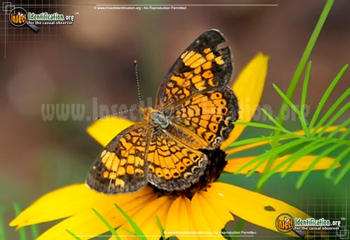 Thumbnail image #10 of the Pearl-Crescent-Butterfly