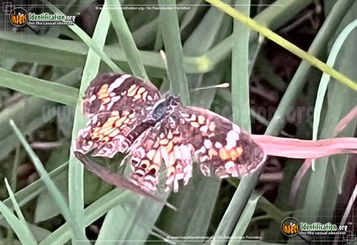 Thumbnail image of the Phaon-Crescent-Butterfly