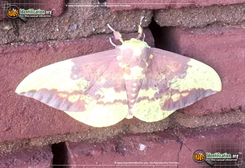 Thumbnail image of the Pine-Imperial-Moth