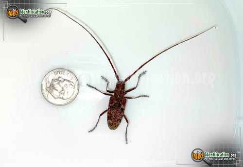 Thumbnail image of the Pine-Sawyer-Beetle-Obtusus
