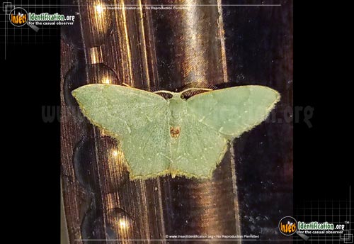 Thumbnail image of the Pistachio-Emerald-Moth