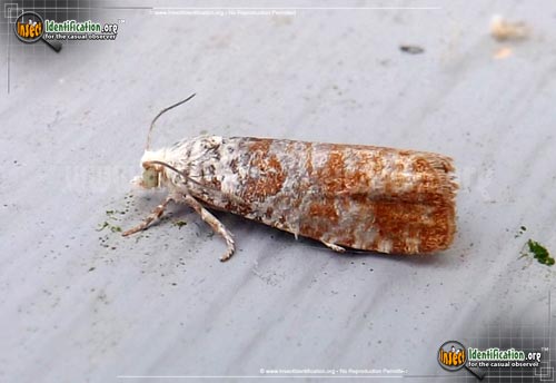 Thumbnail image of the Pitch-Twig-Moth