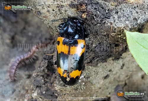 Thumbnail image #2 of the Pleasing-Fungus-Beetle-Megalodacne