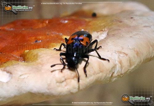 Thumbnail image #5 of the Pleasing-Fungus-Beetle-Megalodacne