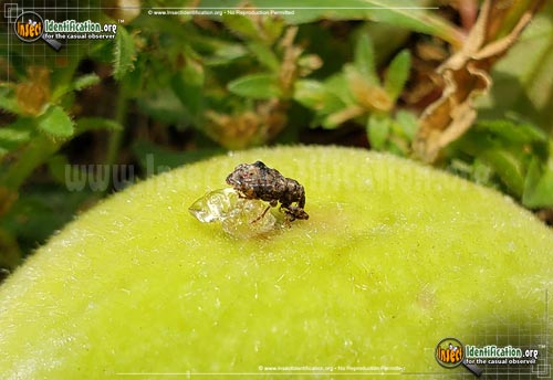 Thumbnail image #2 of the Plum-Curculio-Weevil-Beetle