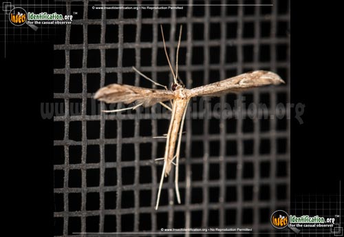 Thumbnail image #2 of the Plume-Moth