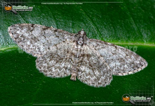 Thumbnail image of the Porcelain-Gray-Moth