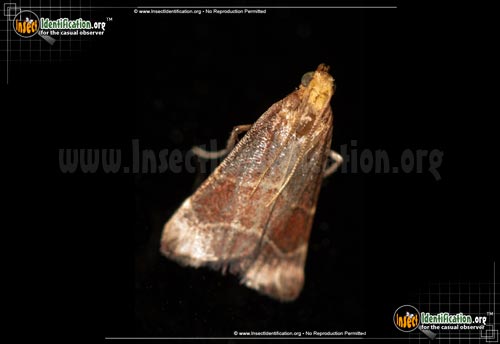 Thumbnail image of the Posturing-Arta-Moth