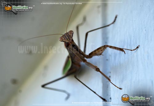 Thumbnail image #6 of the Praying-Mantis