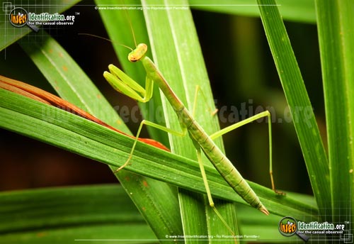 Thumbnail image #8 of the Praying-Mantis