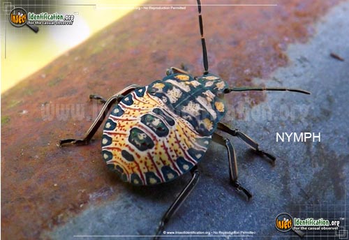 Thumbnail image of the Predatory-Stink-Bug-Apoecilus
