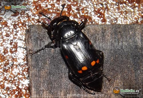 Thumbnail image of the Pustulated-Carrion-Beetle