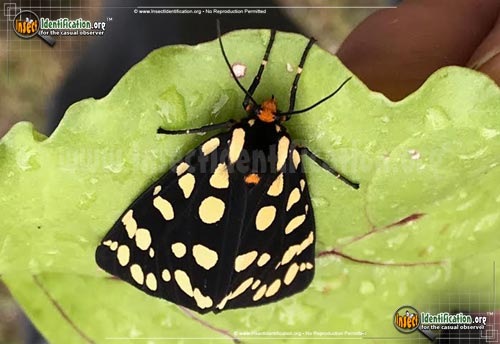 Thumbnail image #2 of the Ranchmans-Tiger-Moth
