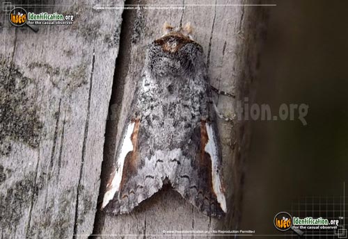 Thumbnail image of the Red-Humped-Oakworm-Moth