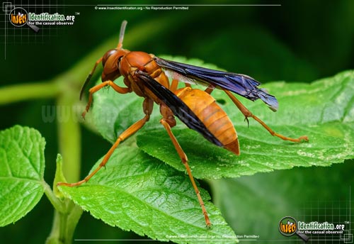Thumbnail image #8 of the Red-Paper-Wasp