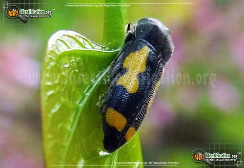 Thumbnail image of the Redbud-Borer-Beetle