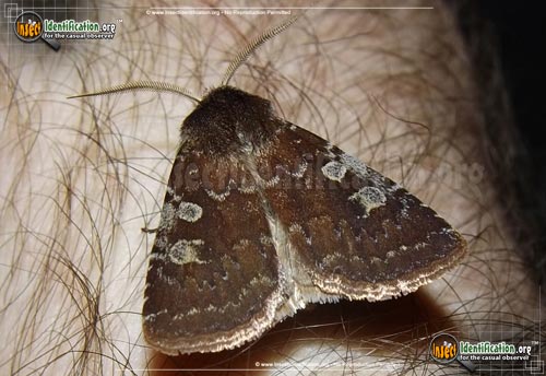 Thumbnail image of the Reddish-Speckled-Dart-Moth
