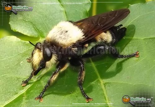Thumbnail image of the Robberfly-Laphria-Grossa