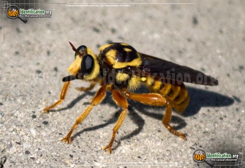 Thumbnail image of the Robberfly-Laphria-Saffrana