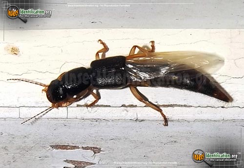 Thumbnail image of the Rove-Beetle