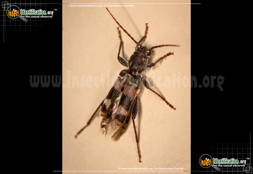 Thumbnail image of the Rustic-Borer-Beetle