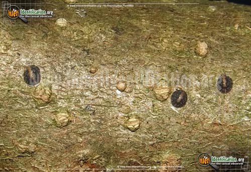 Thumbnail image of the Scale-Insects