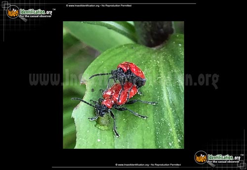 Thumbnail image of the Scarlet-Lily-Beetle